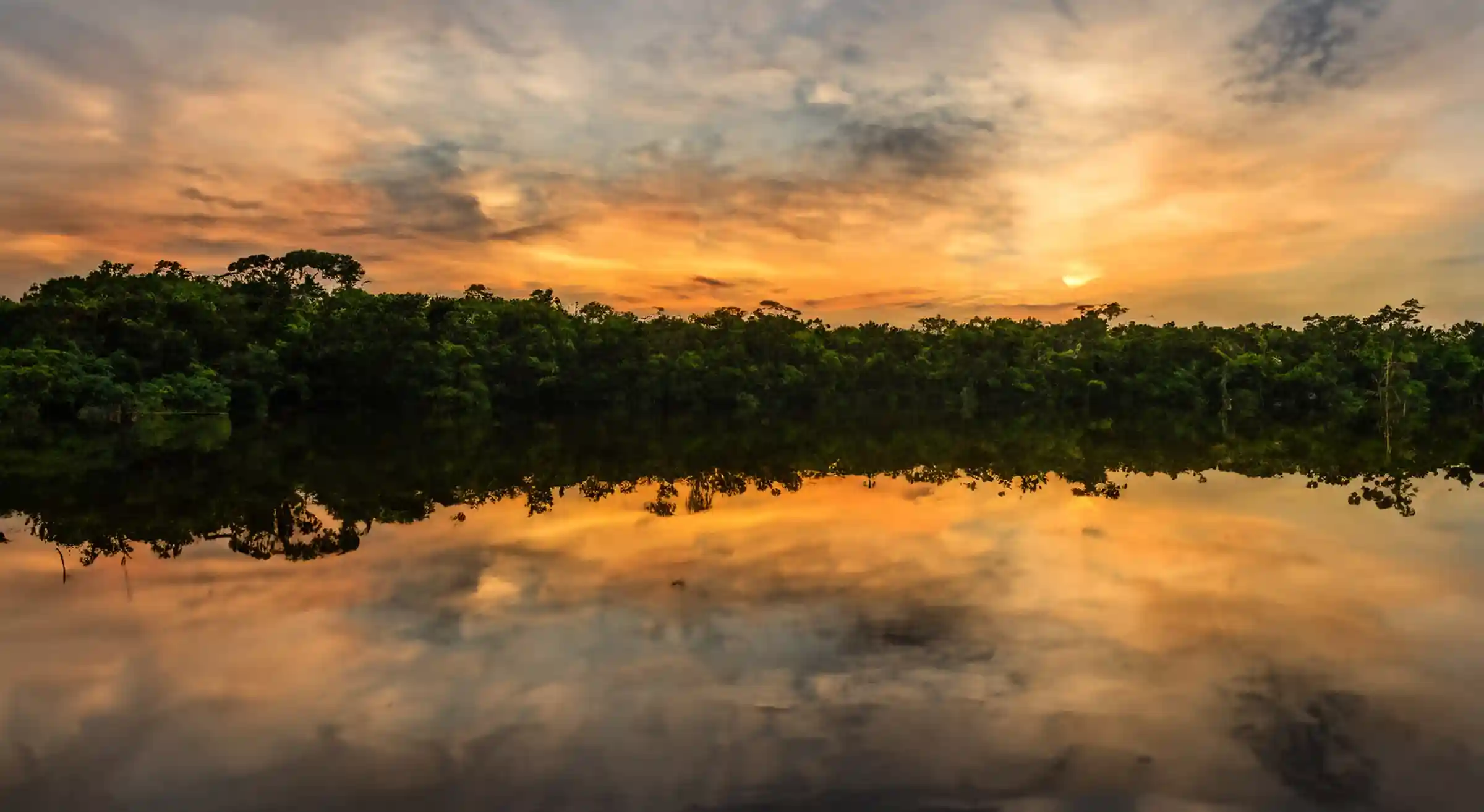 Rooted in the Heart of the Amazon Rainforest