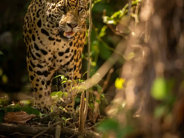 Acoustic Ecology: Spotting Wildlife by Sound