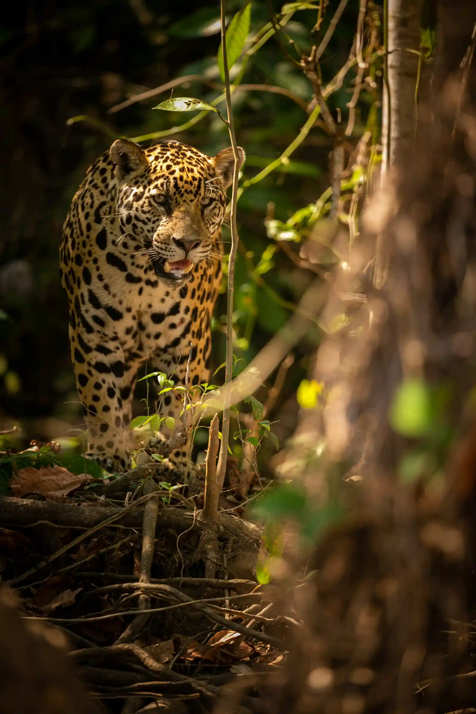 Acoustic Ecology: Spotting Wildlife by Sound