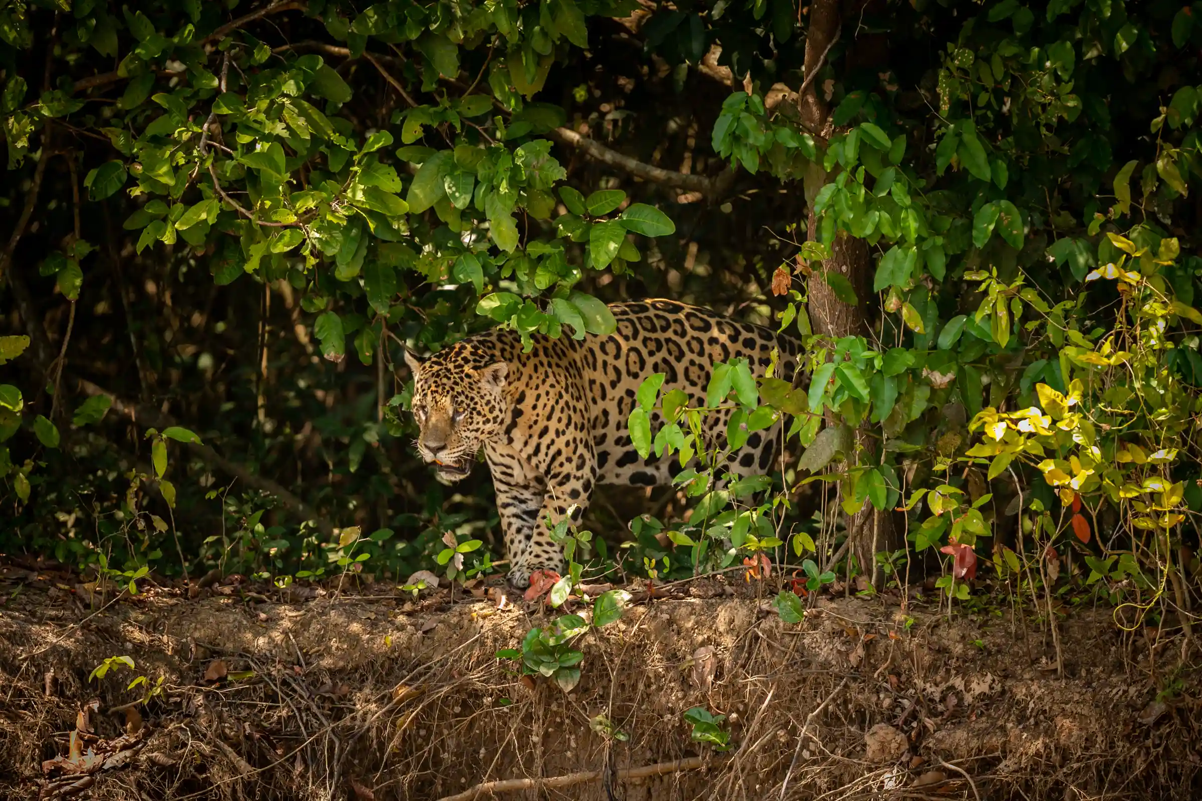 Camera Care in High Jungle Humidity
