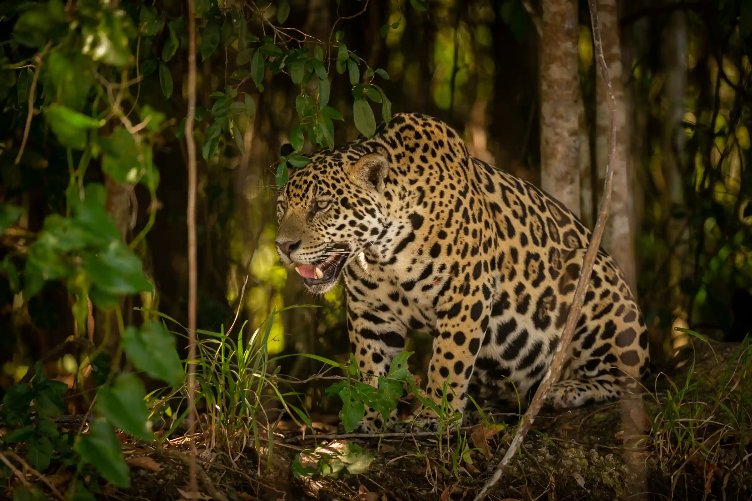 SERNANP Regulations for Protected Amazon Reserves