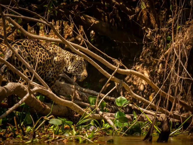 Spotting Wild Jaguars in the Peruvian Amazon