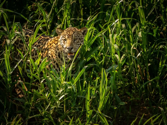 Manu vs. Tambopata: Choosing Your Expedition