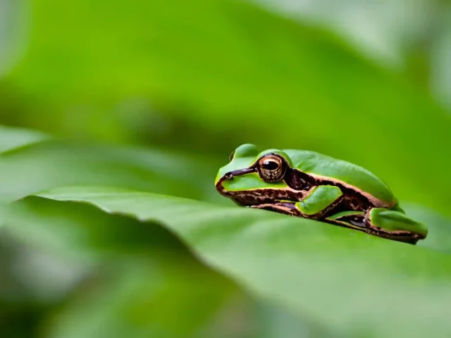 Amazon Snake Safety & Trail Protocols
