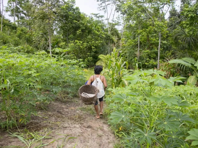 Kukama Indigenous Community - Ethnobotanical Medicine Trail