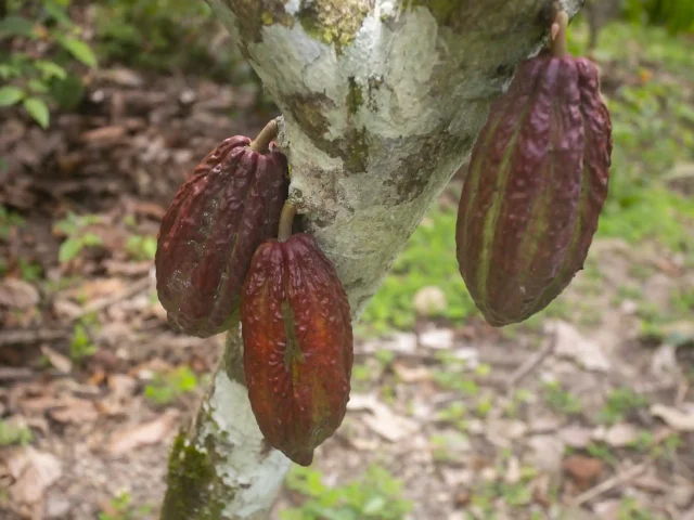 Dietary & Vegan Dining on Amazon Expeditions