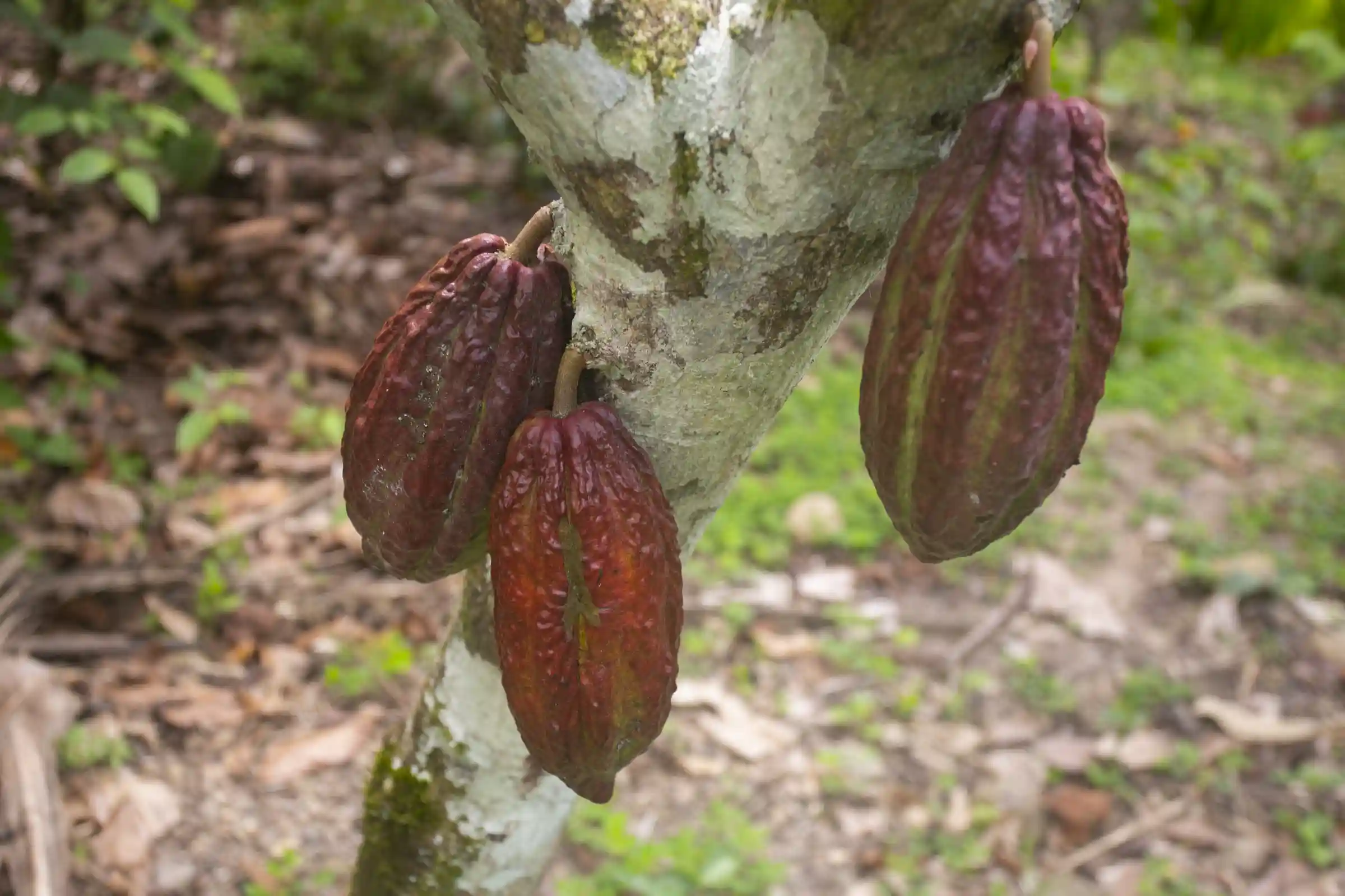 Amazon Rainforest Expedition Chefs