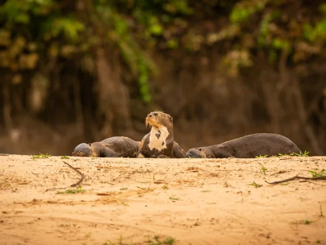 Cocha Salvador Oxbow Lake - Giant Otters - Cocha Otorongo Canopy Tower