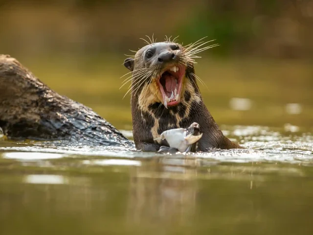 Cocha Salvador Oxbow Lake - Giant Otters - Cocha Otorongo Canopy Tower