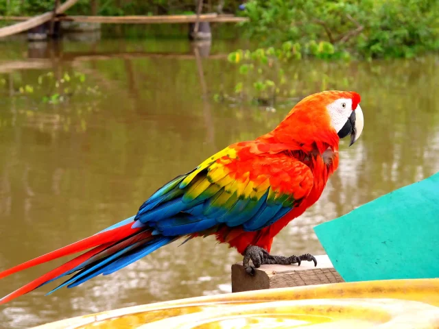 Jaguar River Search - Macaw Clay Lick - Boca Manu Lodge