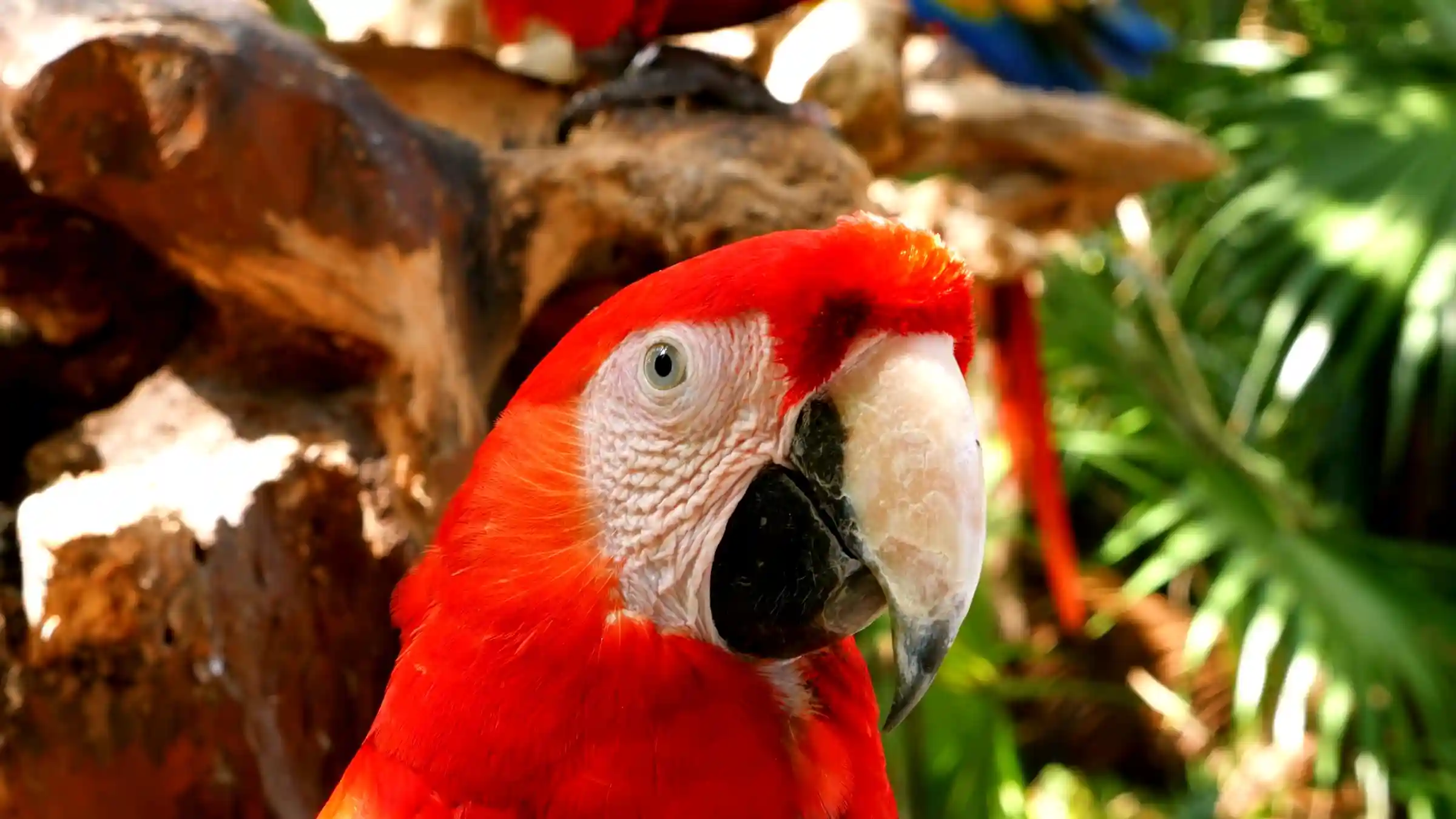 Birding Manu Tours