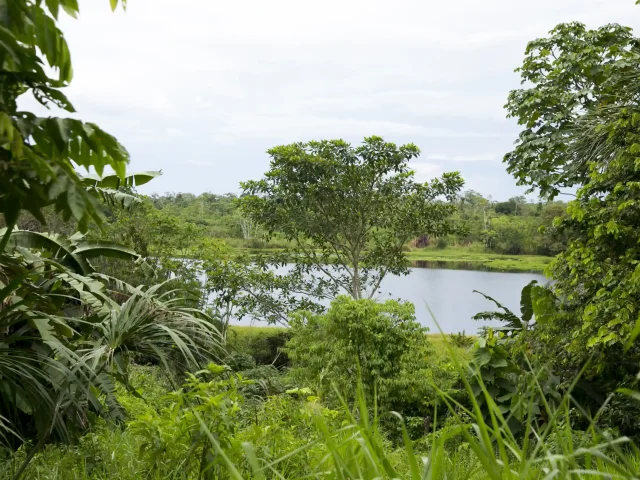 Pacaya Samiria National Reserve - Pink River Dolphins & Sloths