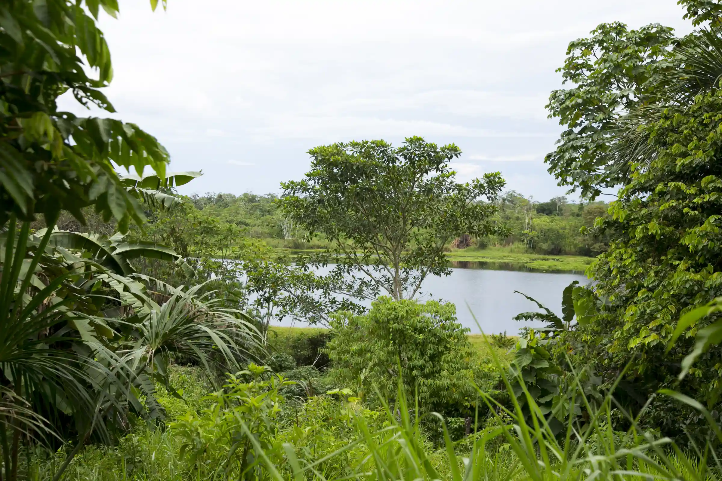 Pacaya Samiria & Amazon River Navigation 5D/4N